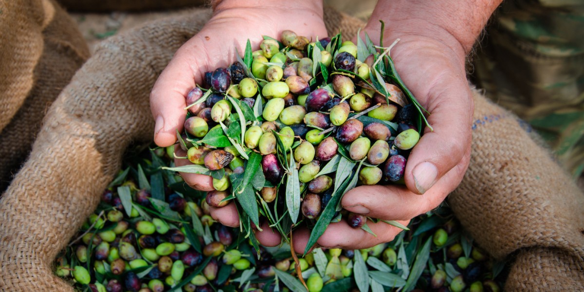 Harvesting Olives: Useful information that helps you recognize a good olive oil when you meet it.