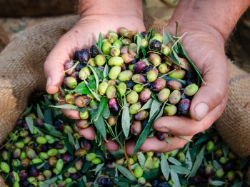 Harvesting Olives: Useful information that helps you recognize a good olive oil when you meet it.